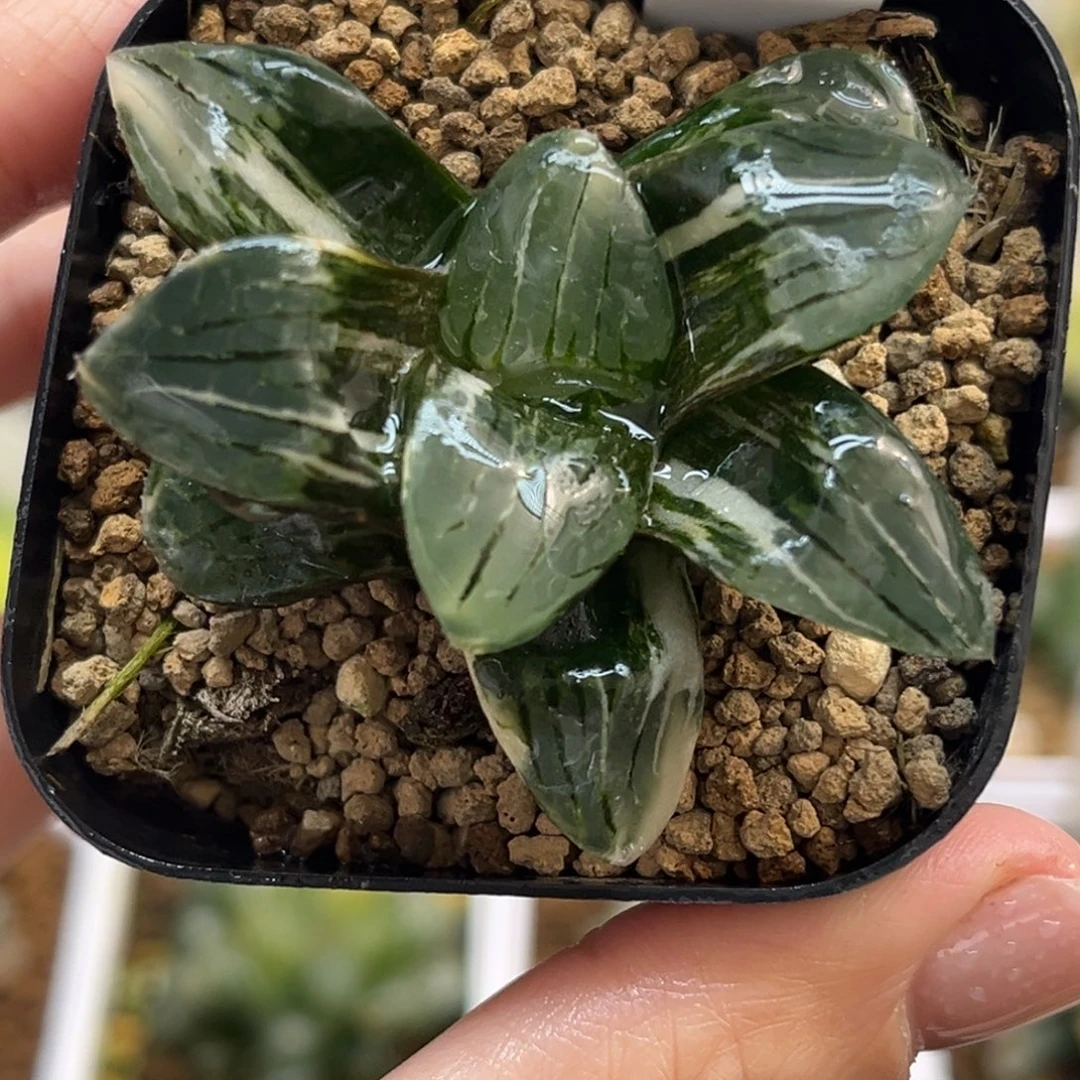 50极上斑日月潭寿锦福利专场