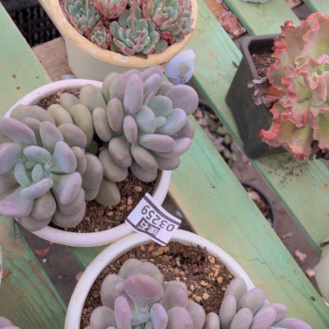 【闪购商品】月美人03259