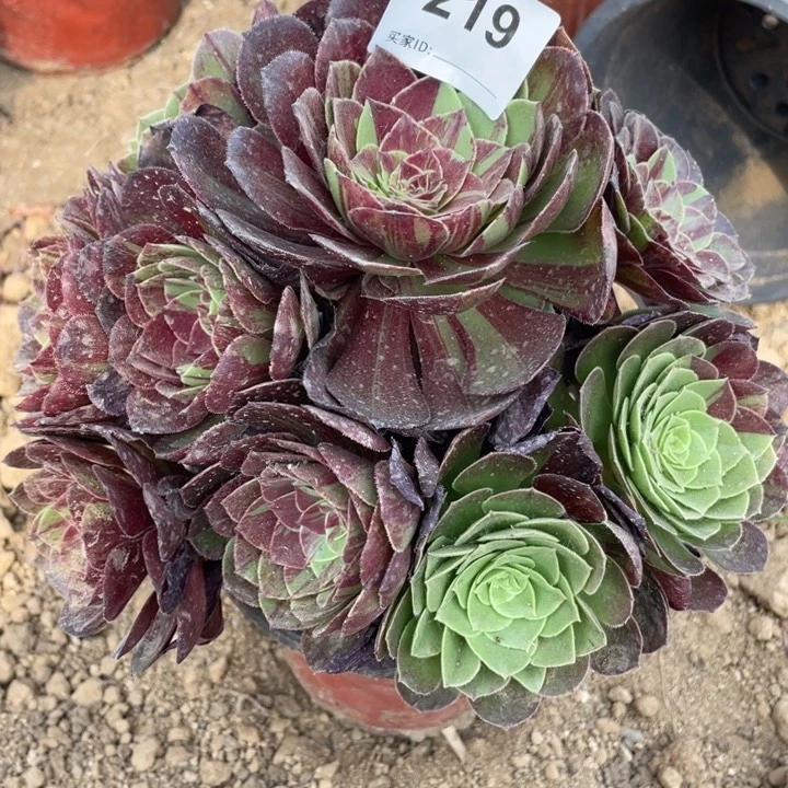 219多肉植物花月夜