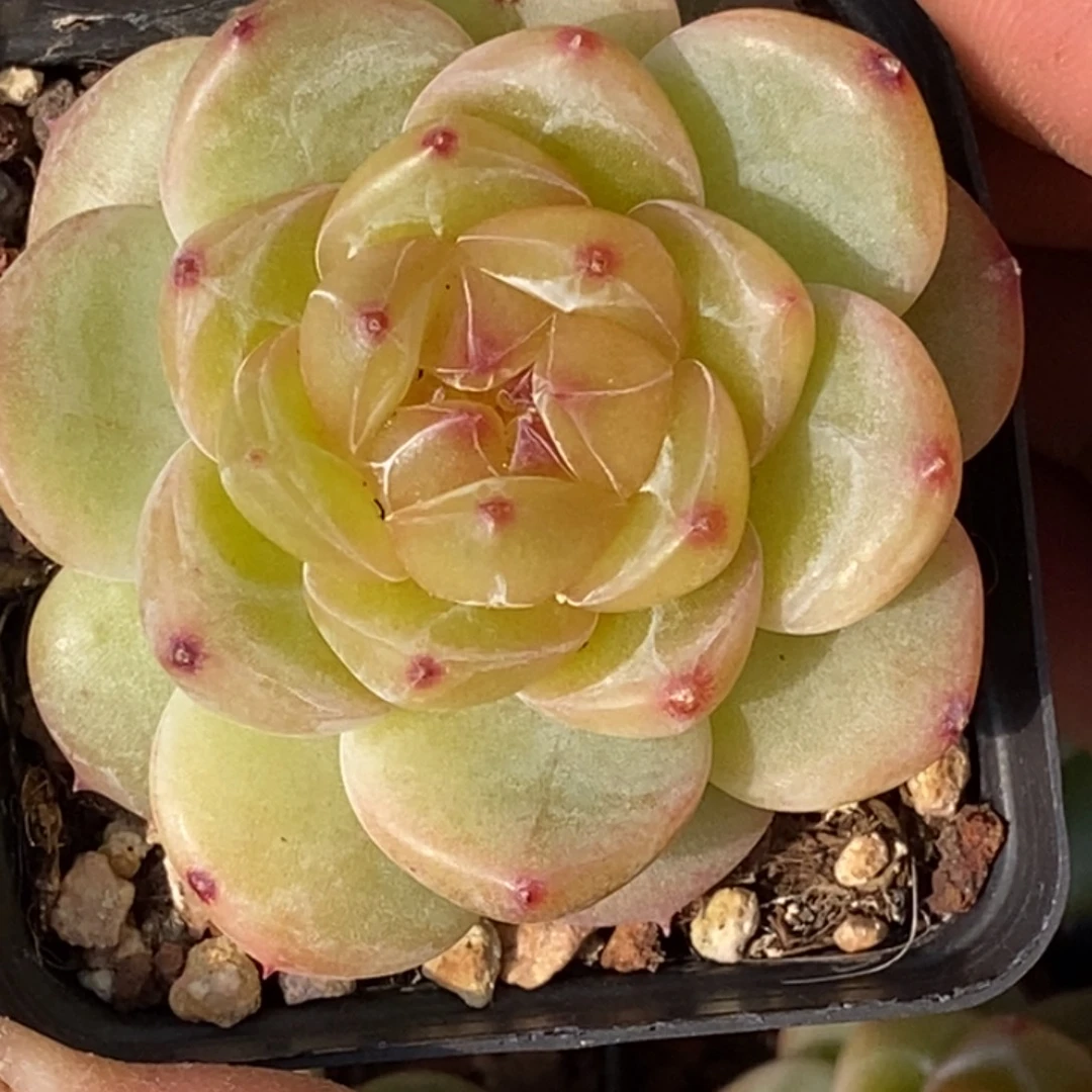 天官赐福百无禁忌