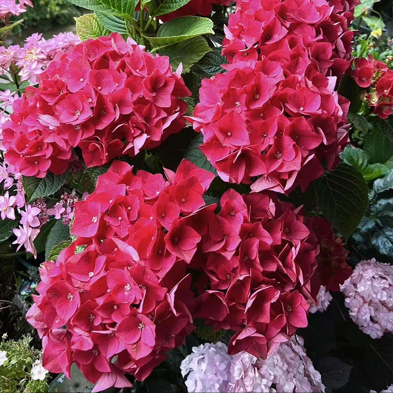 魔幻红宝石  绣球大花单瓣球形直立耐阴花卉阳台庭院好养活花苗