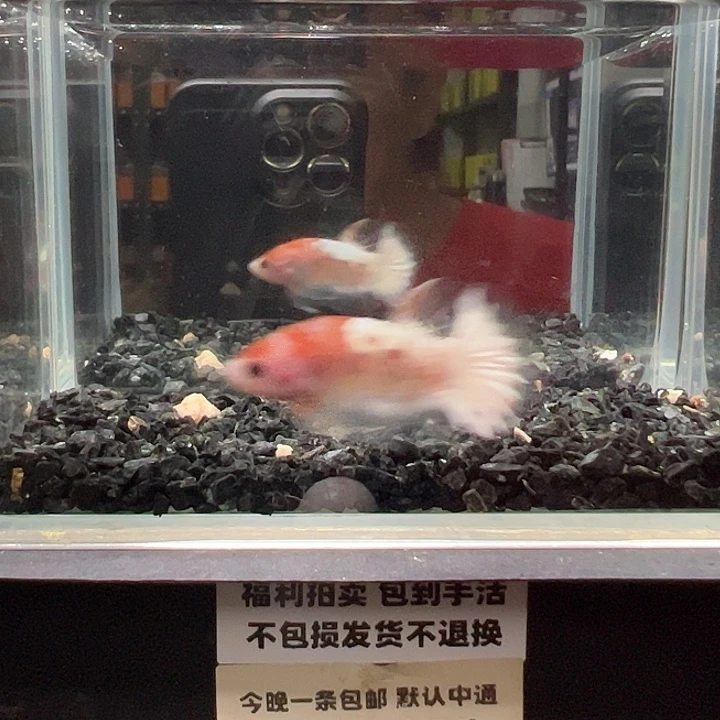 斗鱼一单包邮14日 14