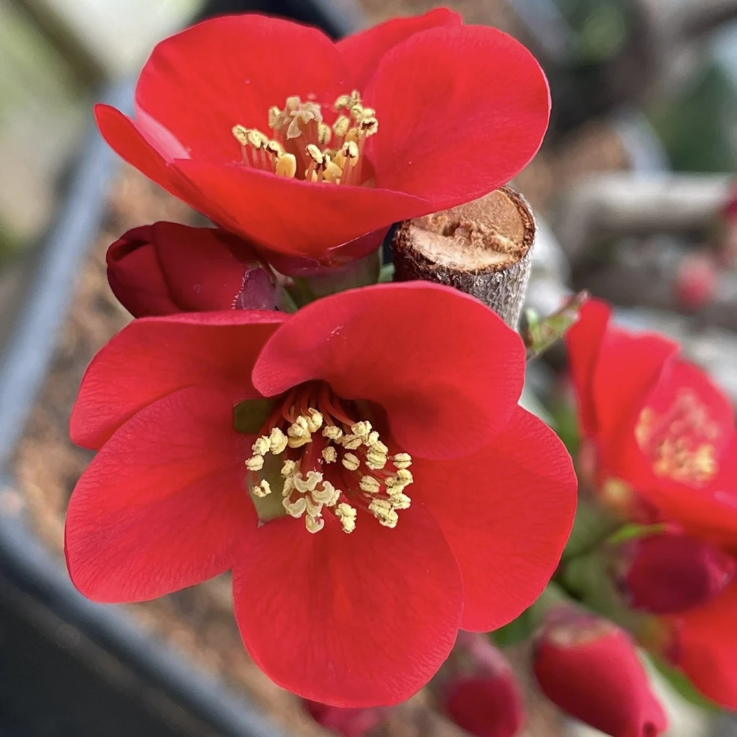 盆景素材 一物一拍