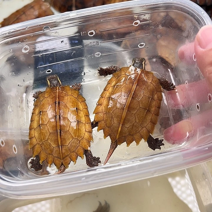 母宠物龟邪***绒枫叶龟