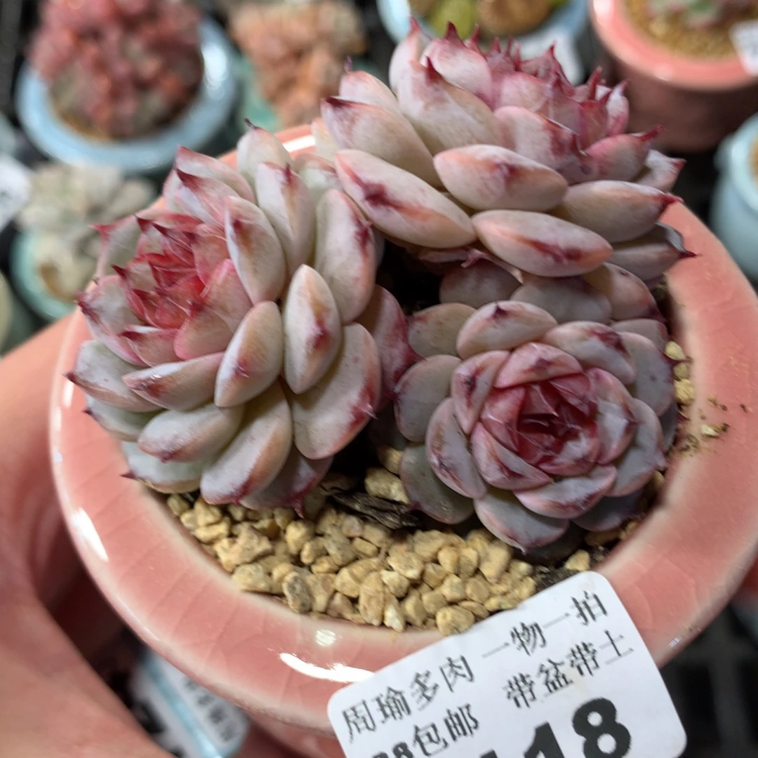 5厘米盆精控多肉5118