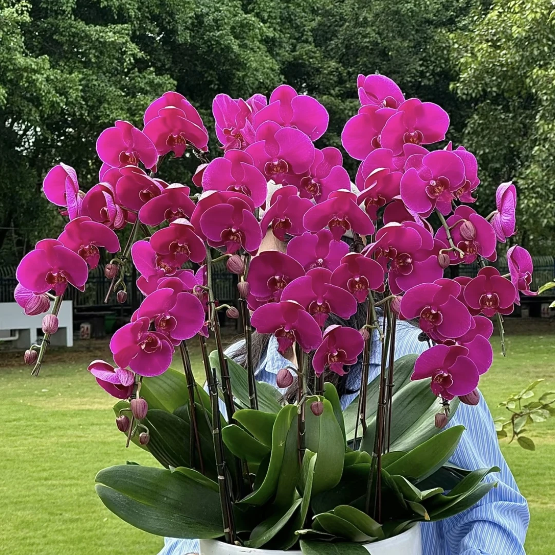 大辣椒 蝴蝶兰年宵花盆栽花卉多年生室内阳台易养护爆花强