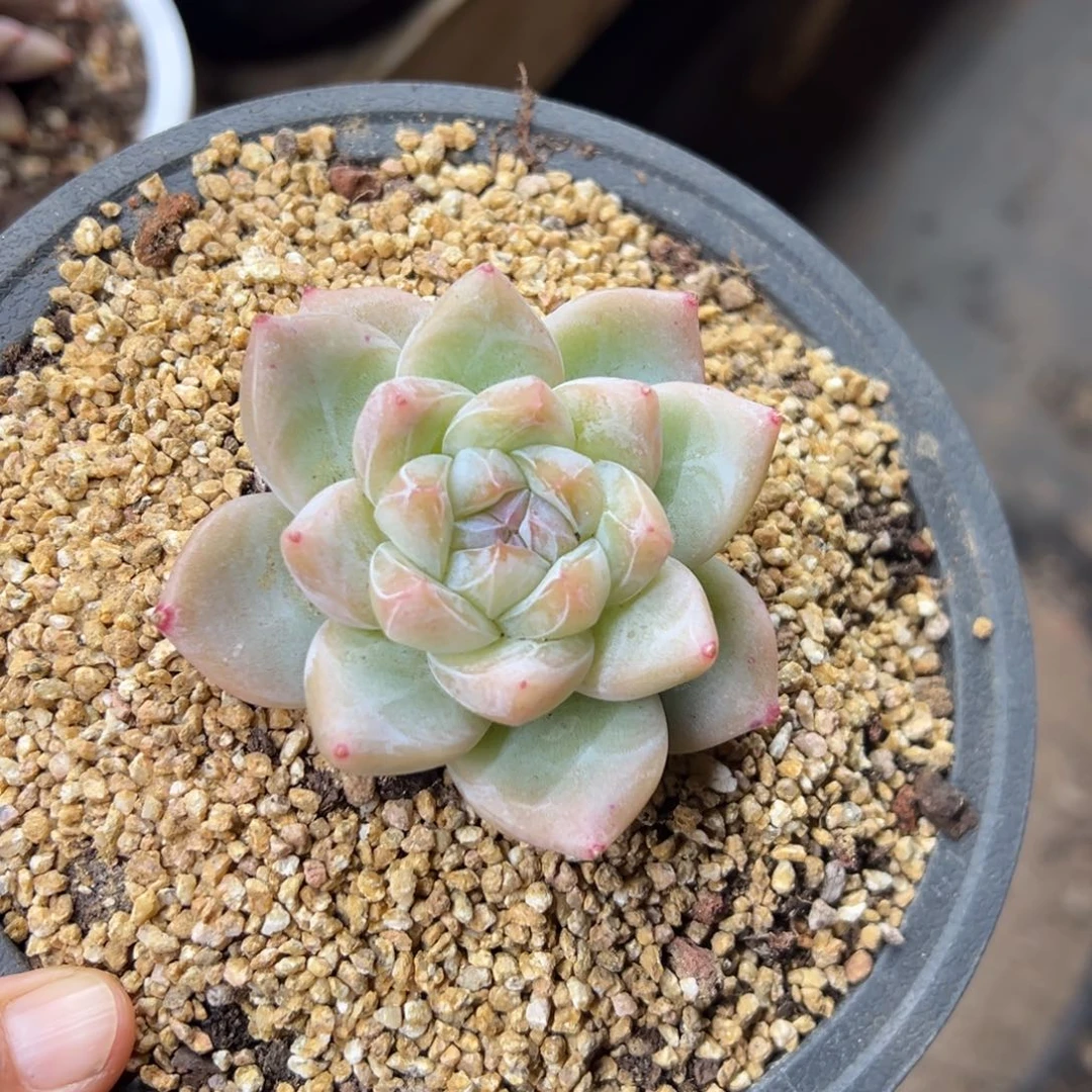白泽 单头 夏鸣园艺
