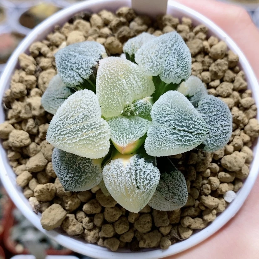 【闪购商品】31粉雪锦