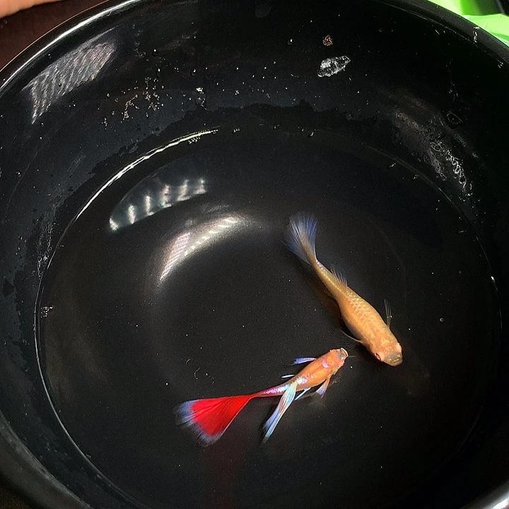 孔雀鱼火烧云飞船一对