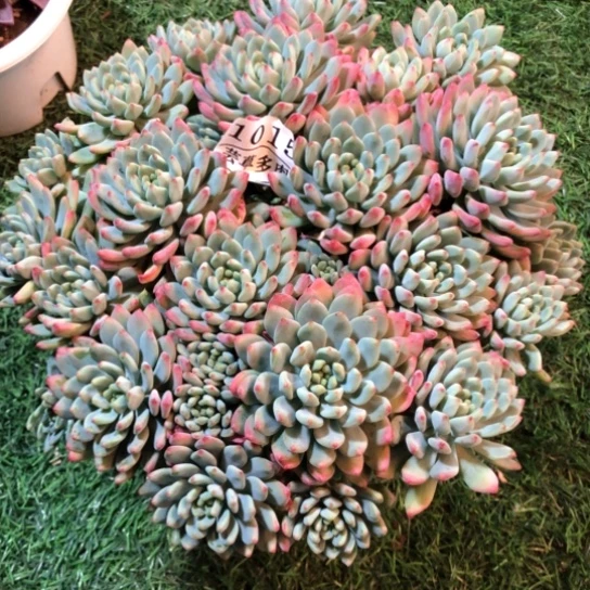 蓝苹果，1015，一物一拍