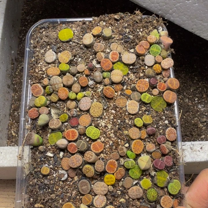 环***5多肉植物的生长发育47