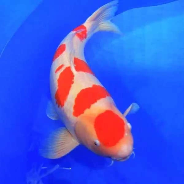 4链接501-700直播间一物一拍血统精品锦鲤包邮包活留养精品锦