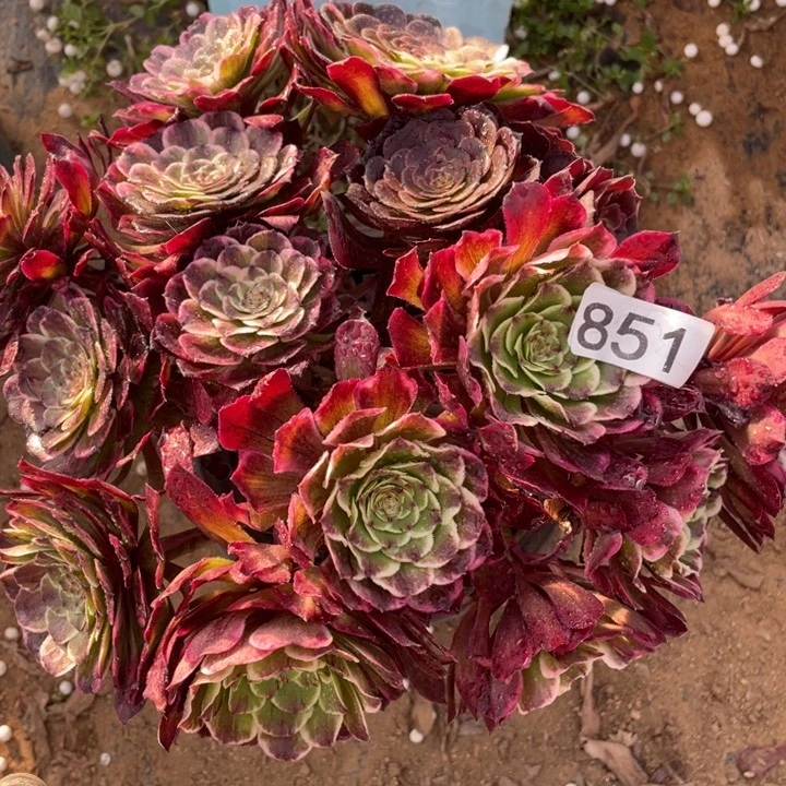 伟*爷851多肉植物油彩画补价