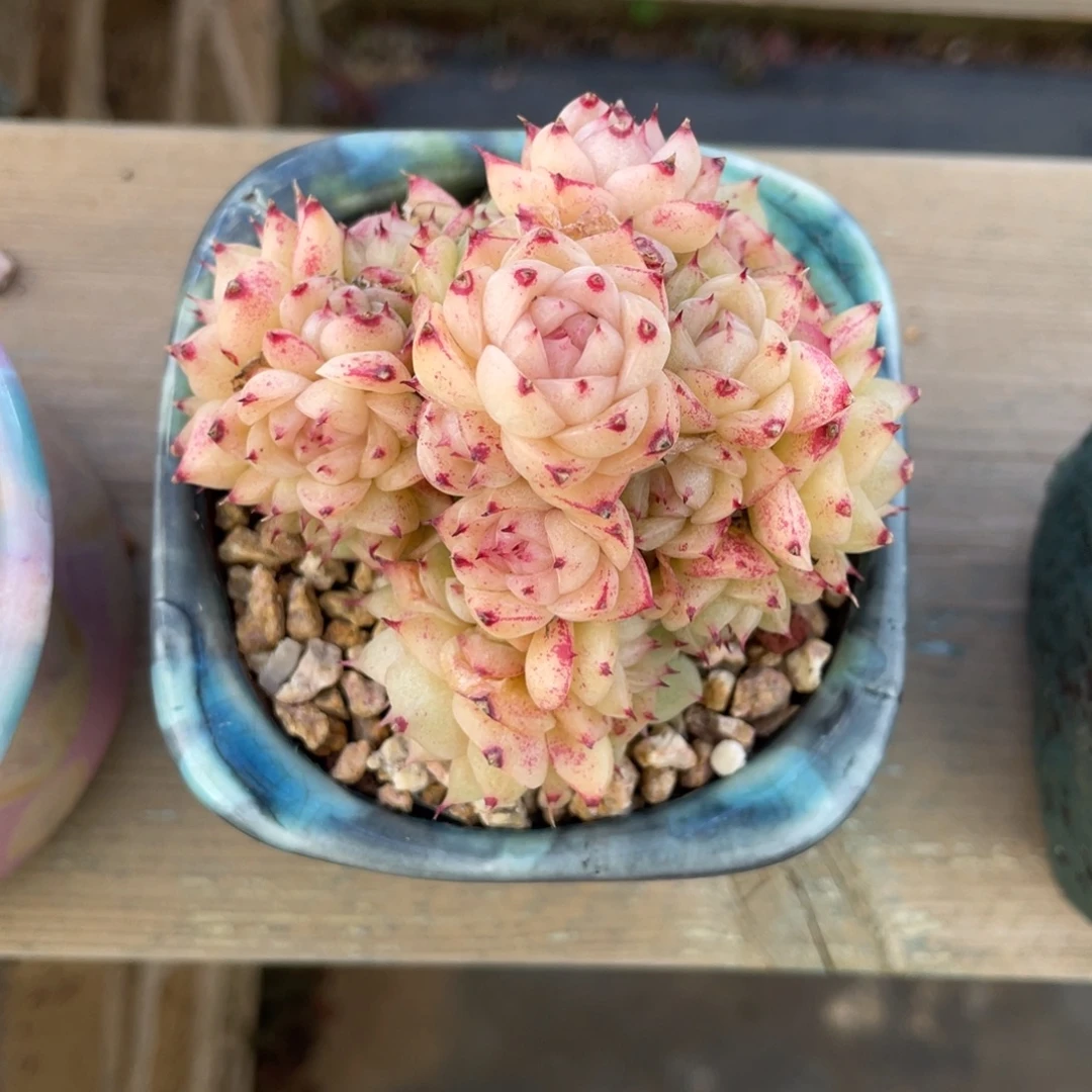 麦秆多头群生暗纹