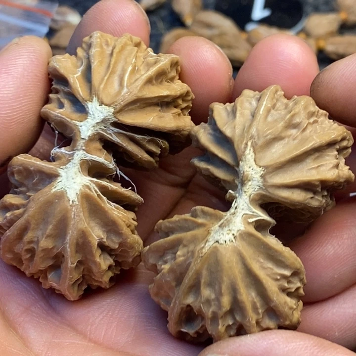吊坠文玩核桃娜姐61