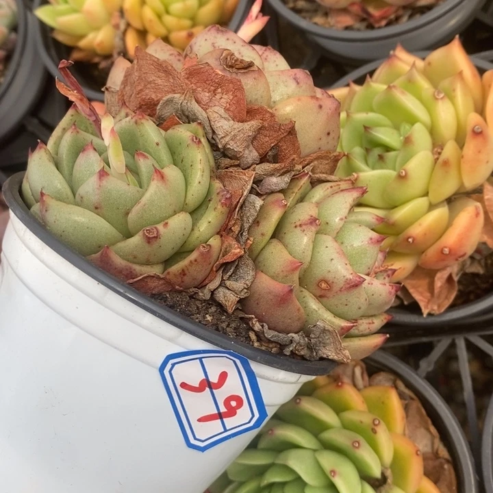 西**心一物一拍东云杂多肉39