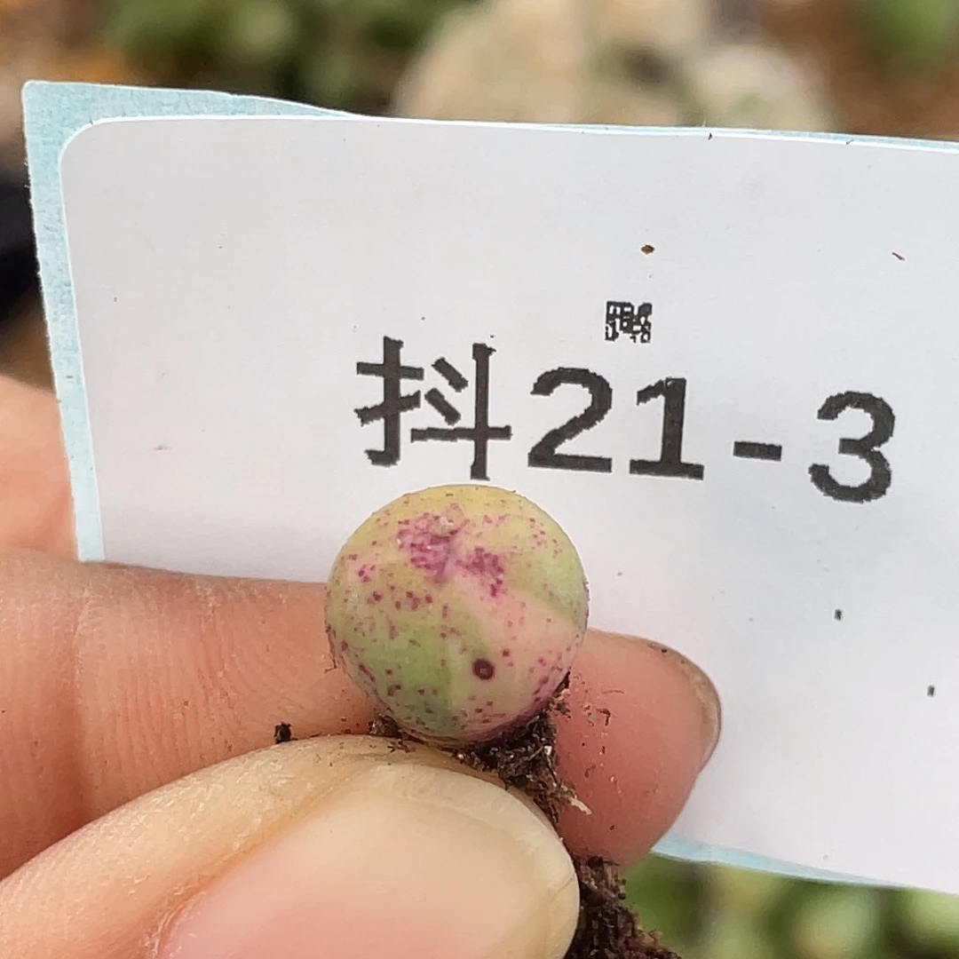 21-3紫嘴锦多肉植物
