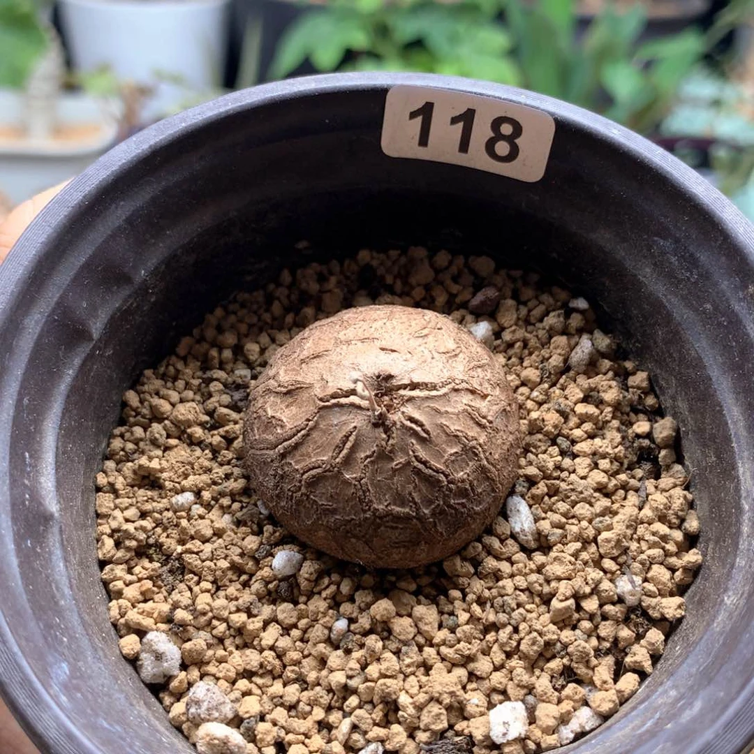 南非龟甲龙带盆发货3.3