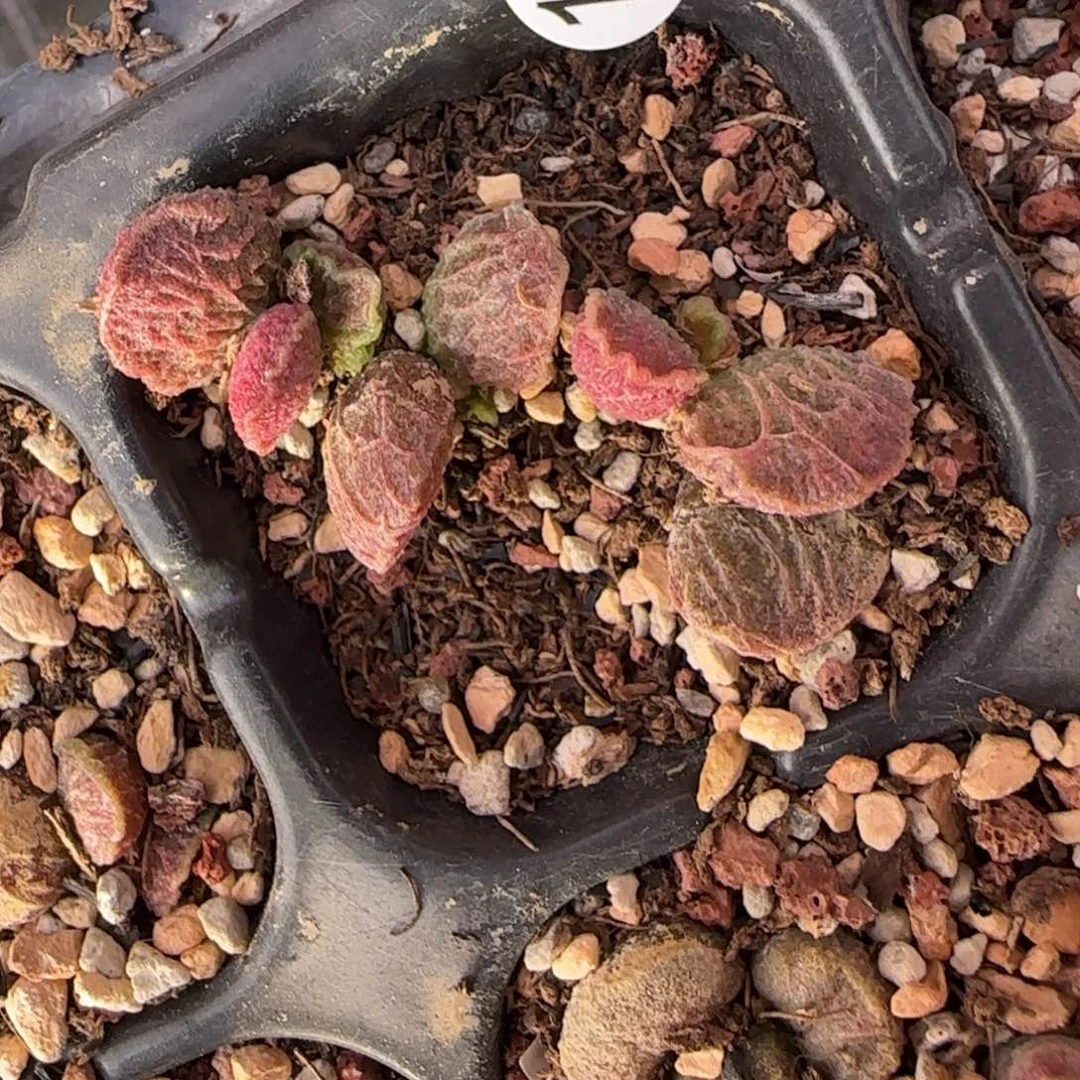大鱼海棠水泡多肉植物156