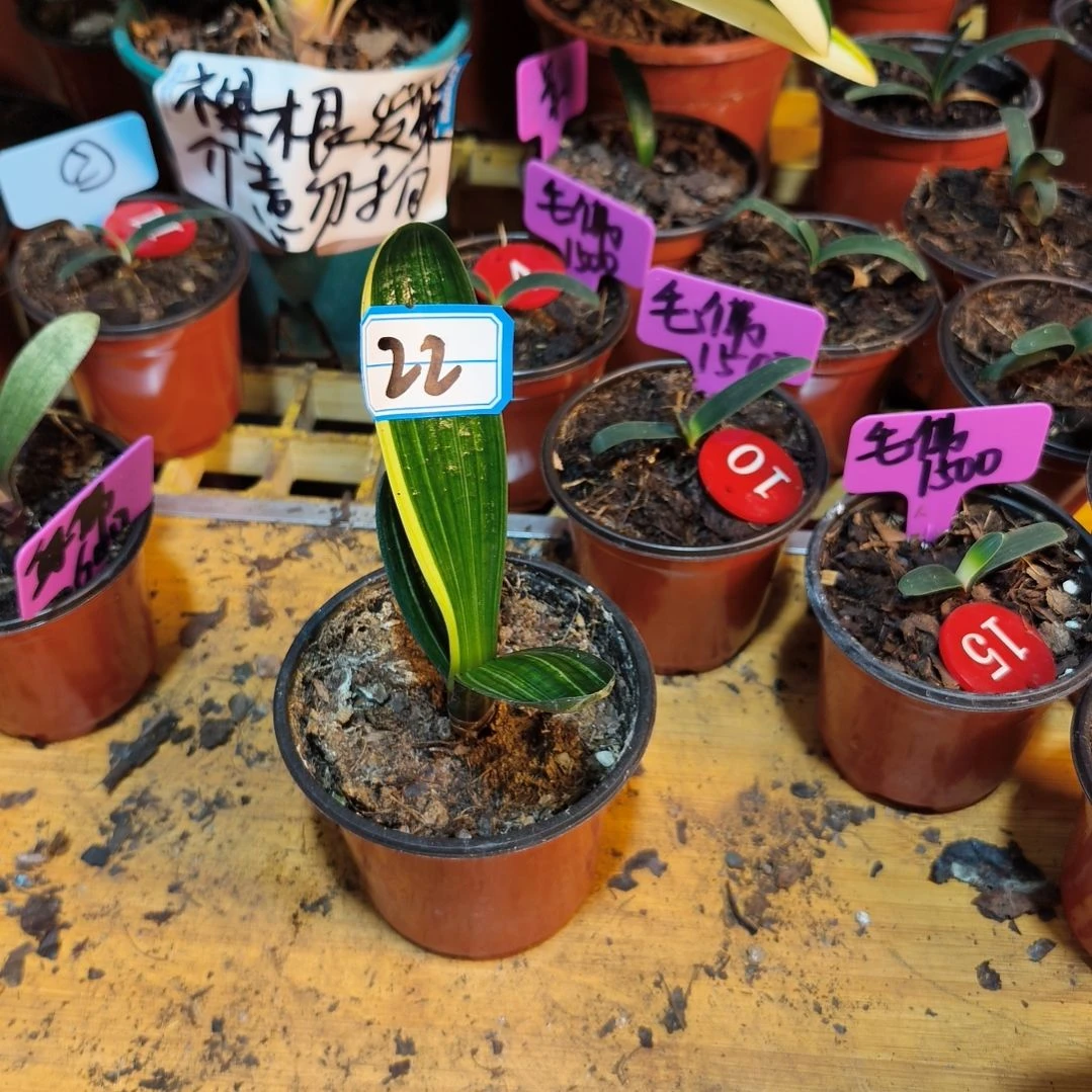 。***你无花朵君子兰直播带货