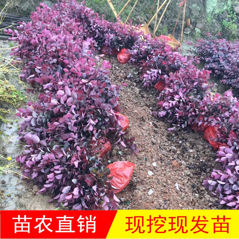新货上架常绿丛生红花檵木树苗批发适用于绿篱花坛等地的绿化工程