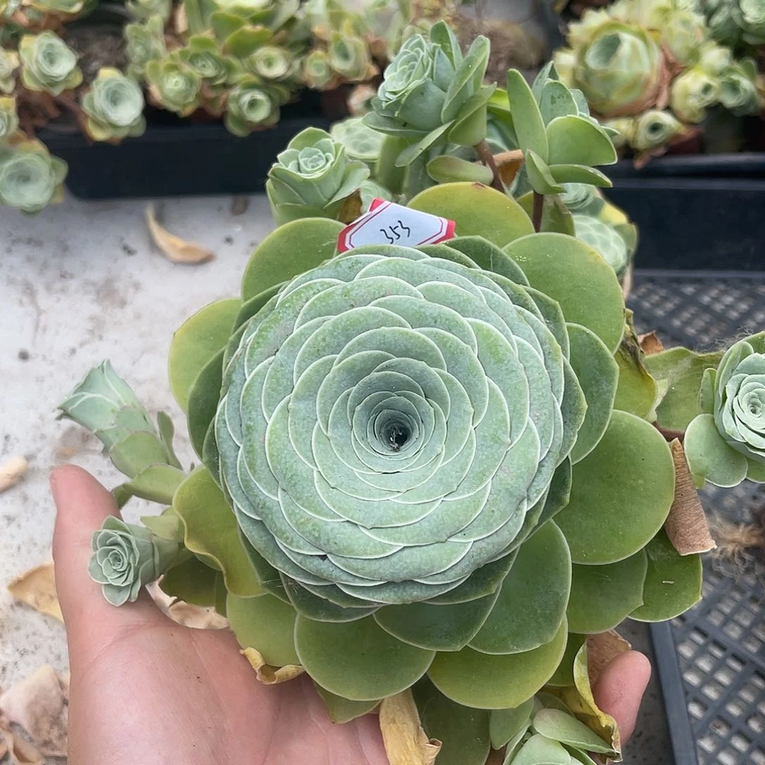 山地玫瑰多肉不售后 353