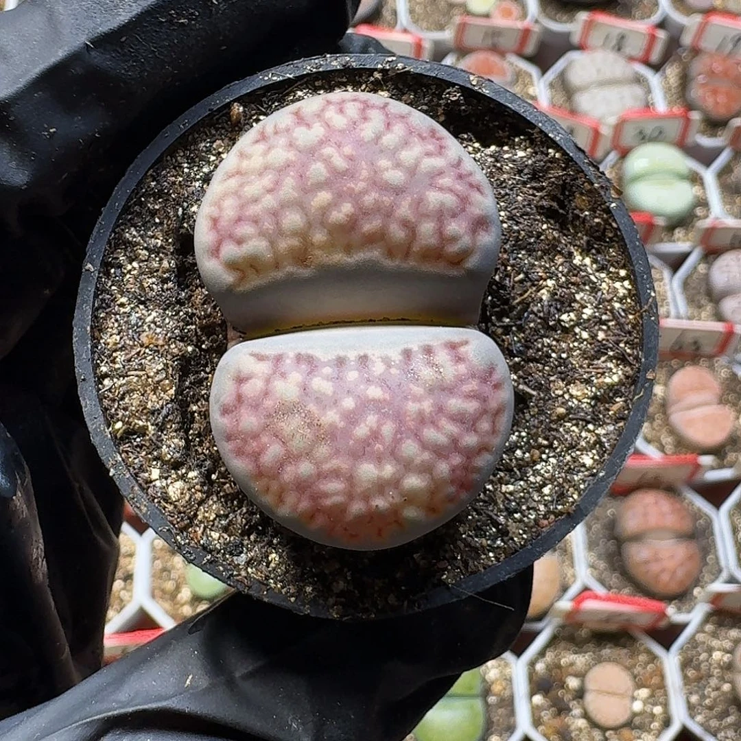 巨***笑生石花23:：：。  57