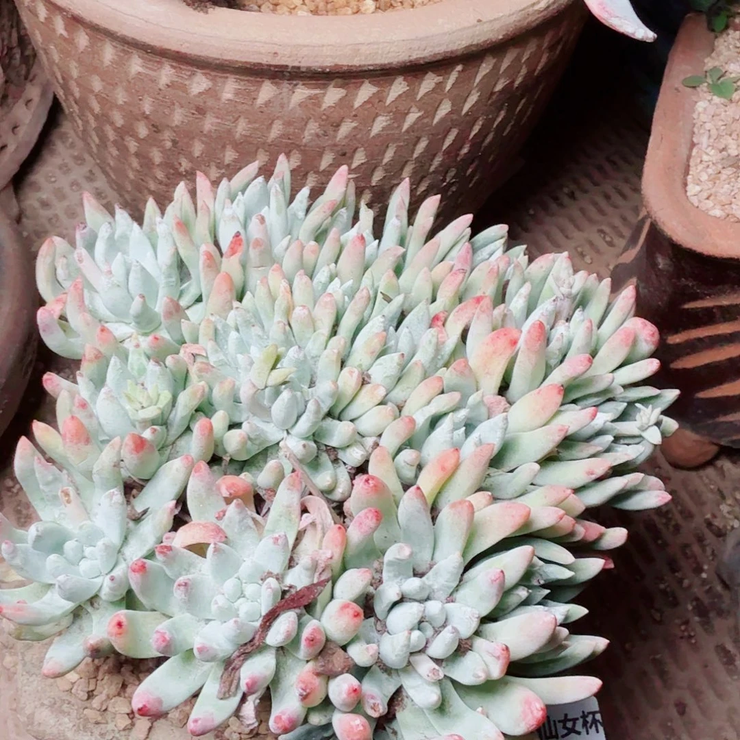 8492雪花白菊多肉