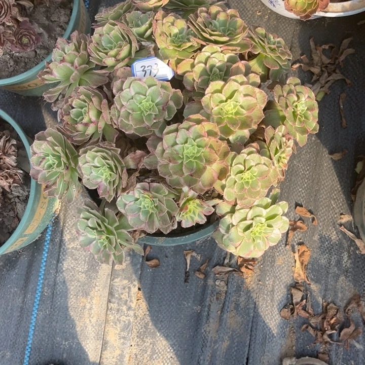 373海王多肉植物法师