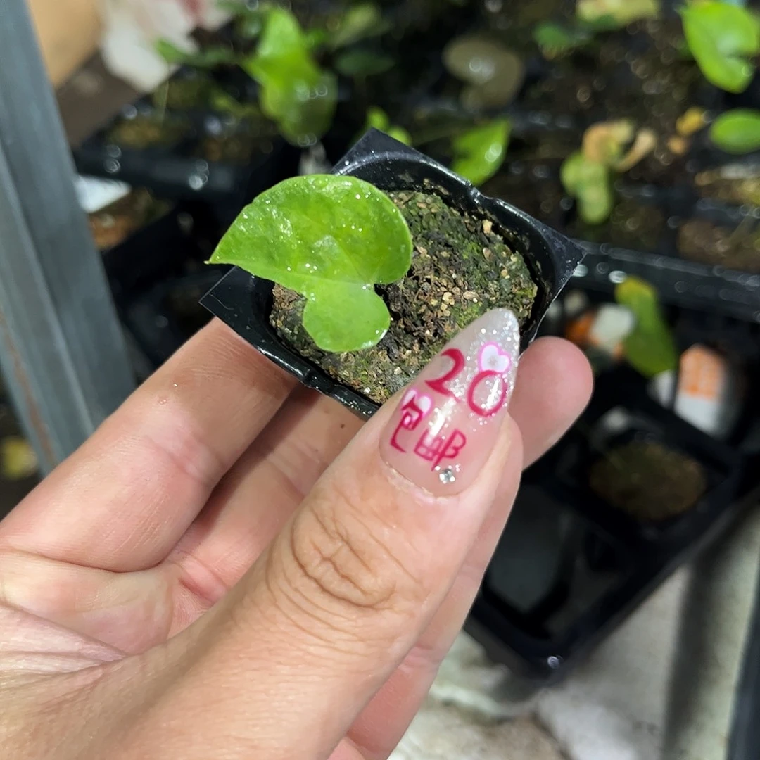 就这个死样子单头发货