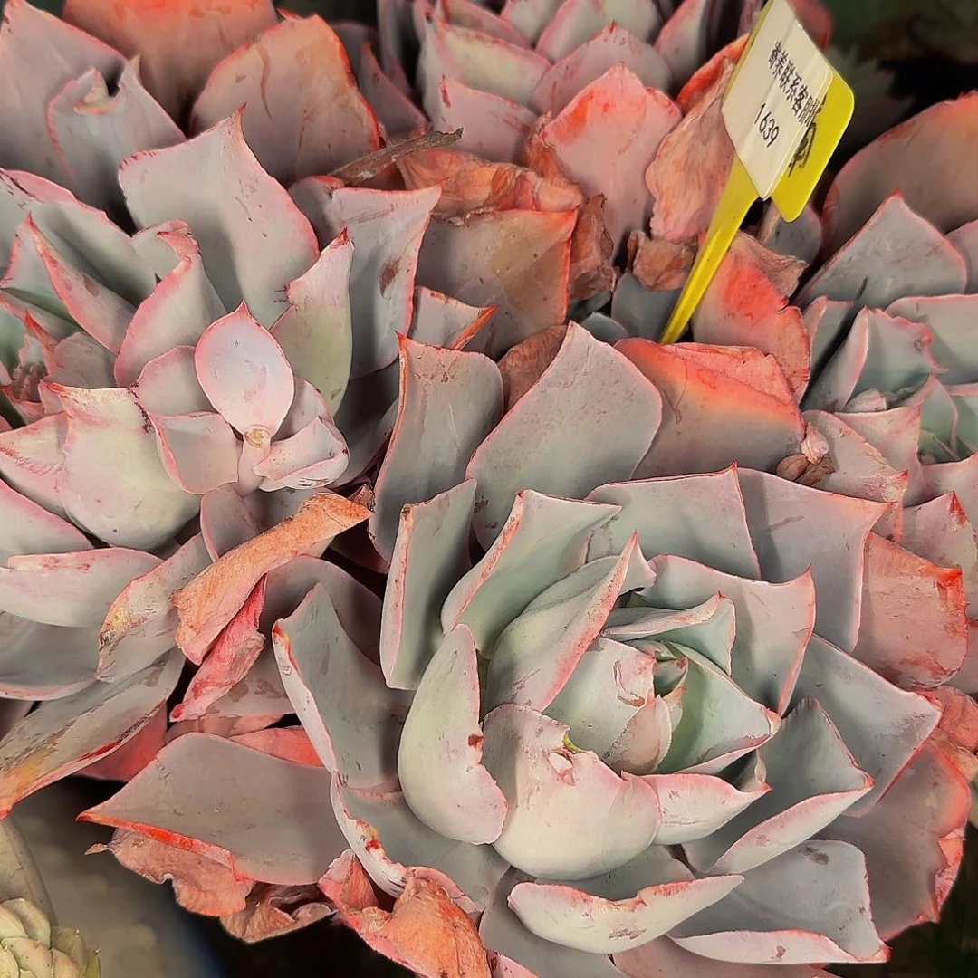 皮****?他哈怕他爸爸