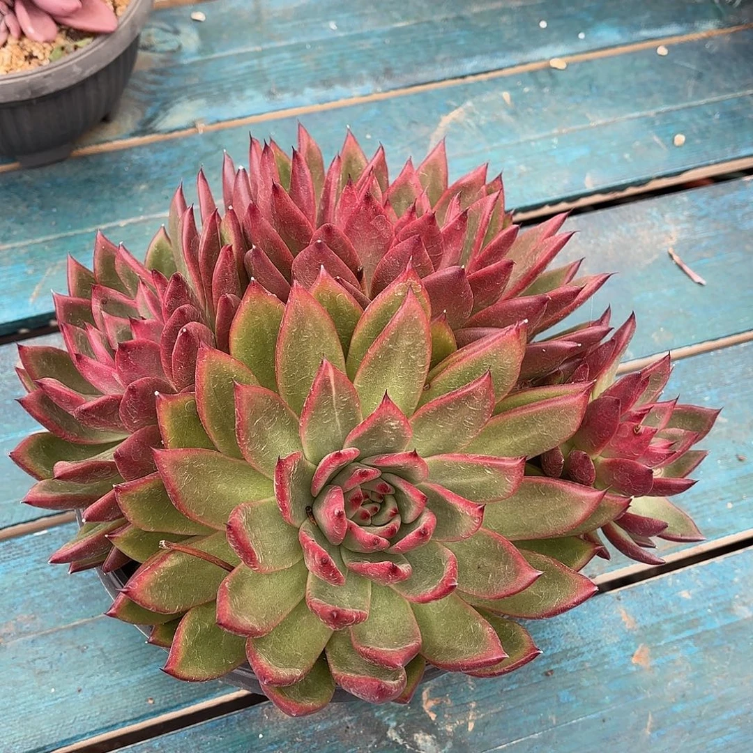 韩版冬云多肉植物