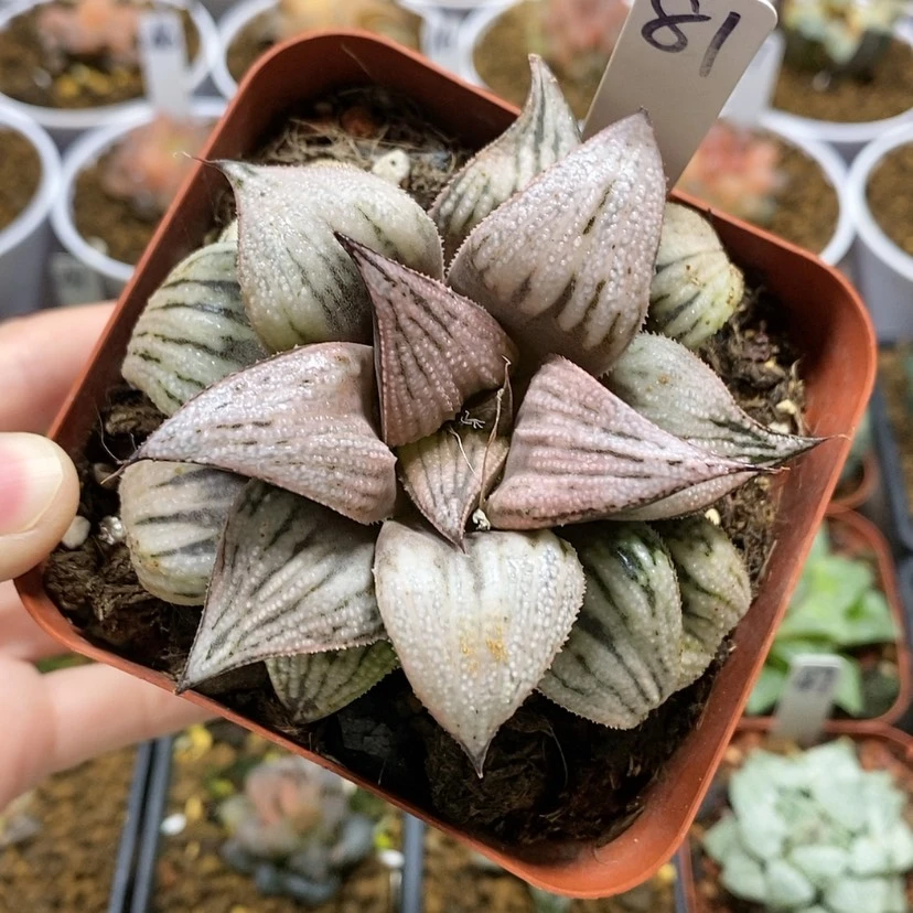 【闪购商品】81皇妃