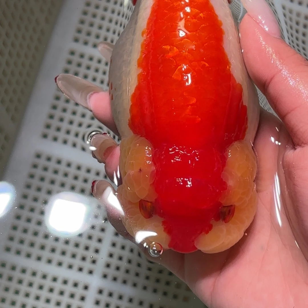 水***王金鱼拍包装包邮不拍包装运费到付