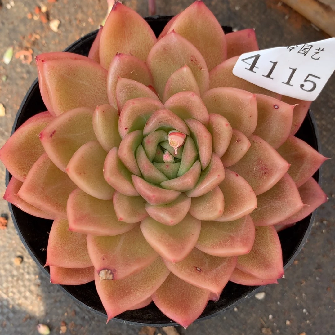 4115有叶伤杂交多肉植物