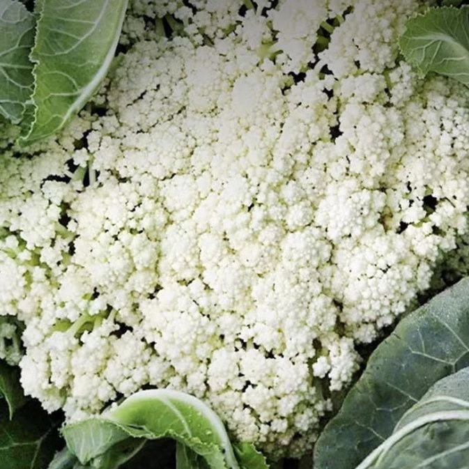 松花菜秧苗新松青梗散花耐热耐寒高产蔬菜花菜秧苗有机优蔬菜苗