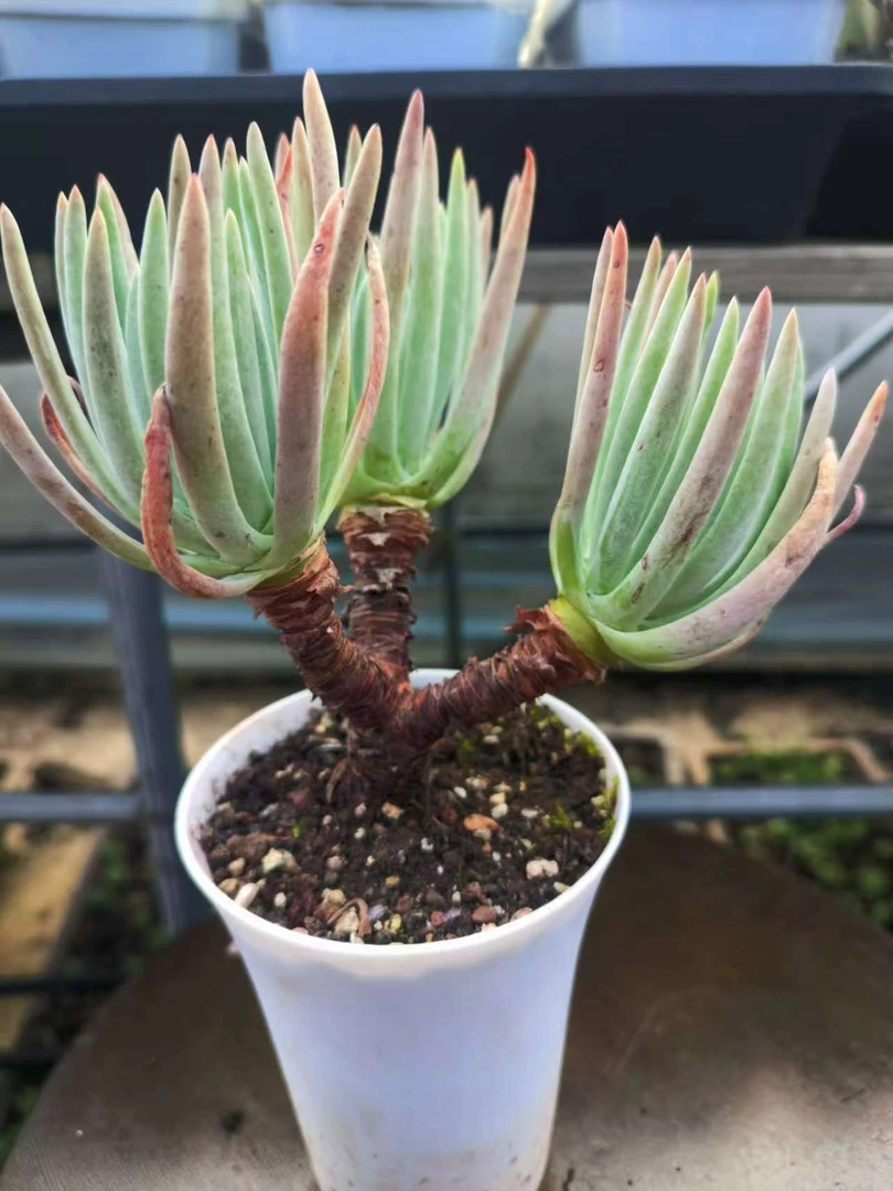 奴婢吉娜仙女杯（满12.8包邮  脱土发货 ，保2头）