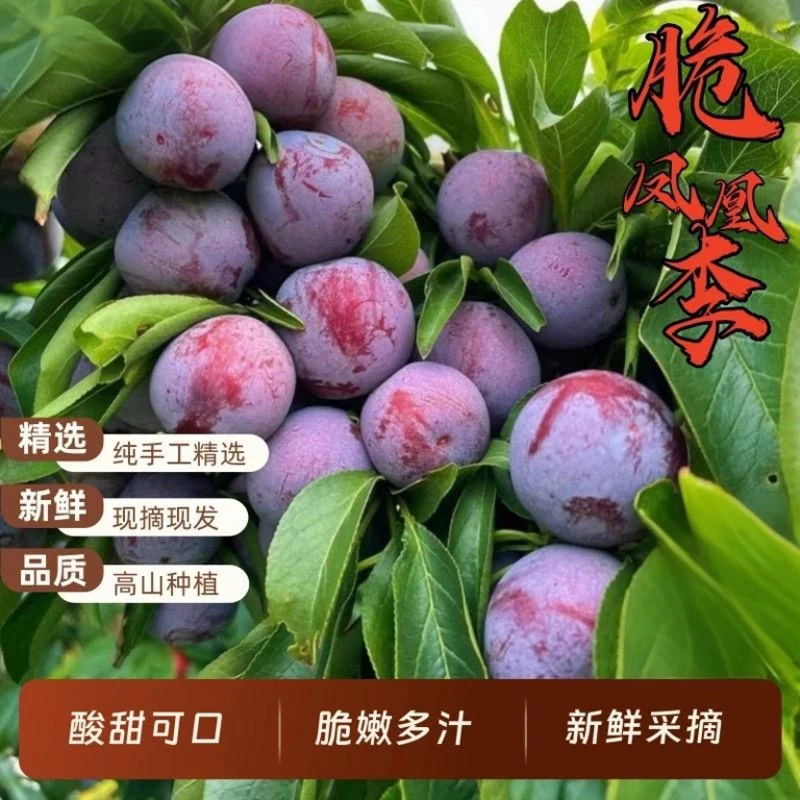 【五月脆】四川脆红李新鲜水果五月脆凤凰脱骨青脆红脆甜李子