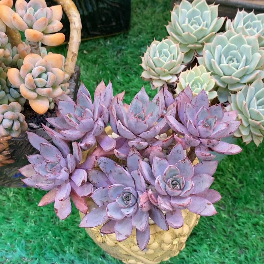 喵*酱喵多酱赫拉多肉植物寄养