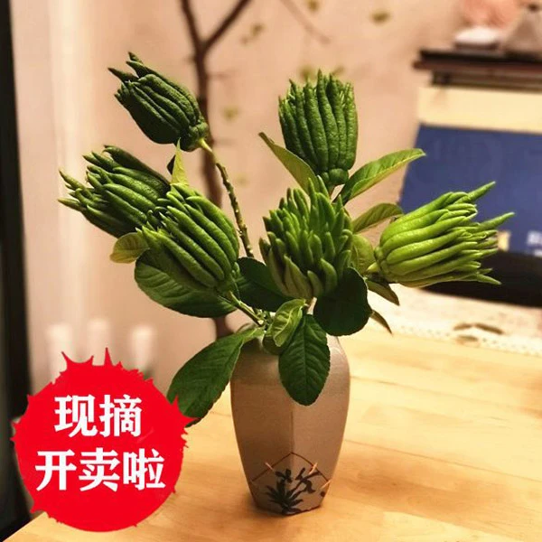 佛手果新鲜果带枝水养佛手苗盆栽佛手瓜佛手片金华佛手柑把玩清供