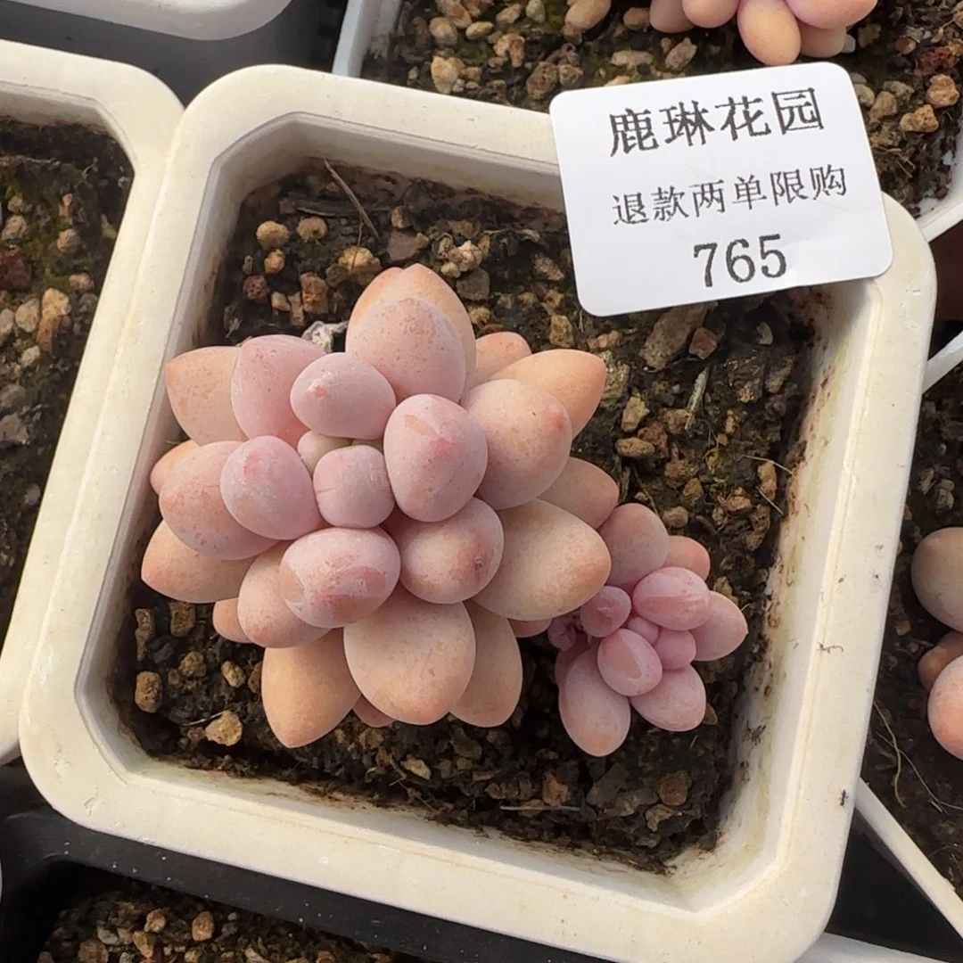 闪购精品多肉765号