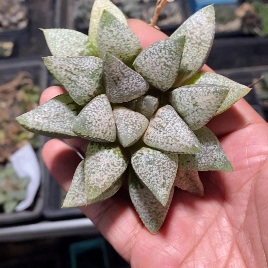 880 一颗实生白银寿 超级福利