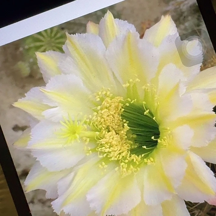 鸿鹄侧芽5公分左右毛花柱（20包邮）