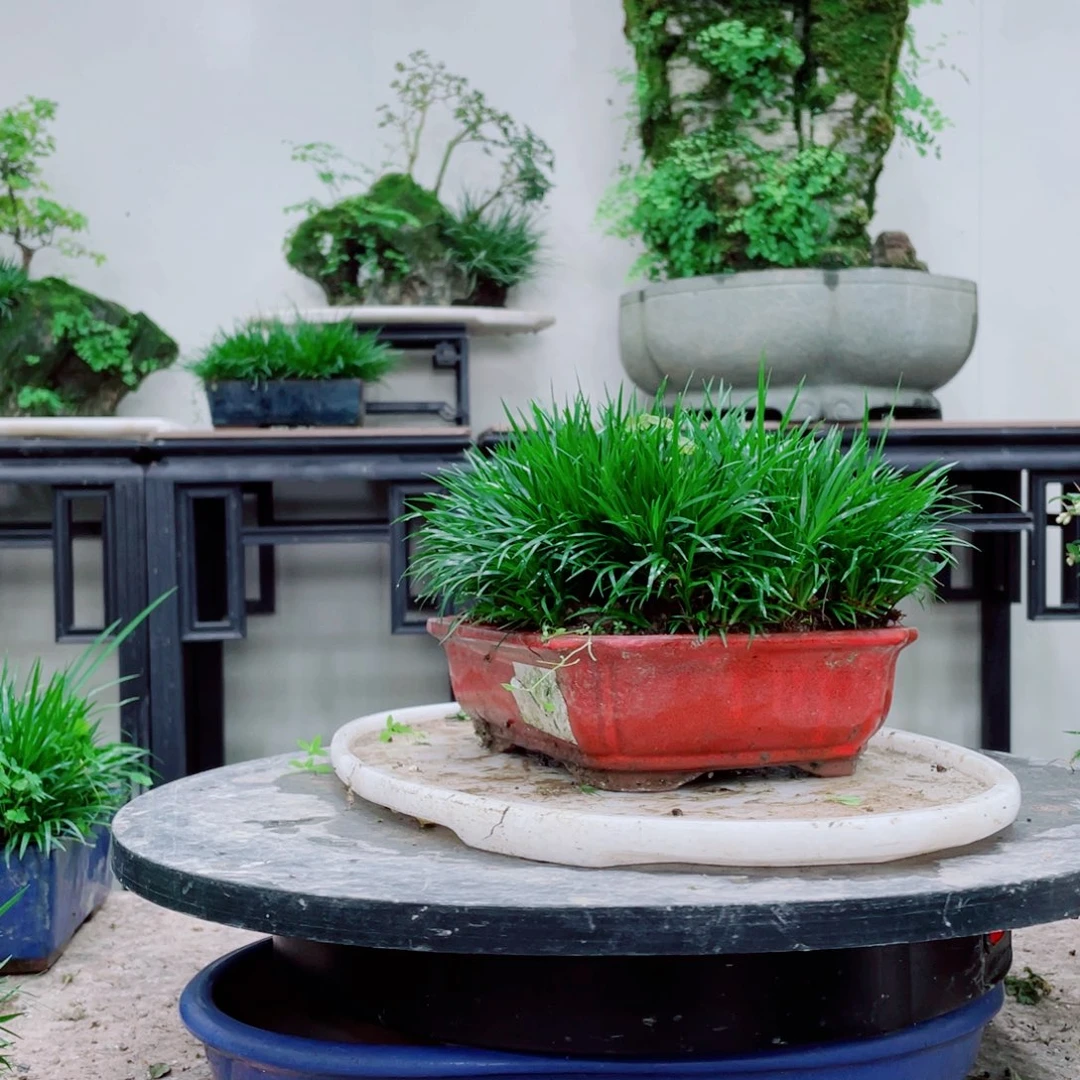 无铅玻璃杉***7铁线蕨铁线蕨铁线蕨