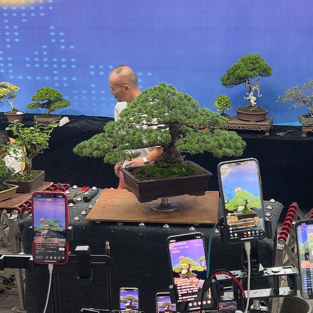 无花朵杂木盆景龙泉五叶松