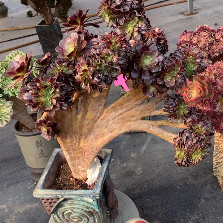 瑕疵欧嘉莉缀脱土发货