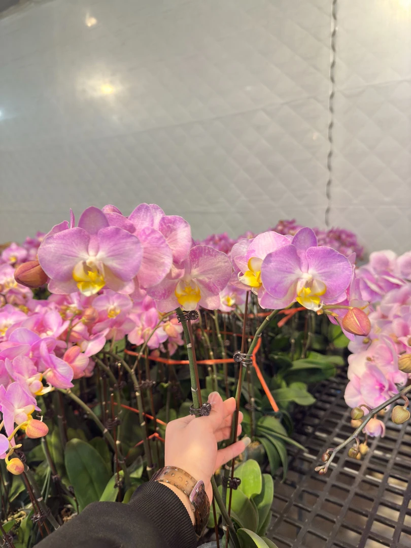 蝴蝶兰【彩霞】广东基地水培绿植高端花卉高端摆设乔迁开店送礼送人