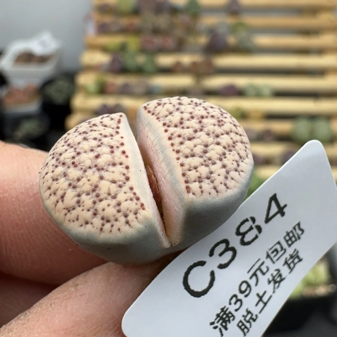 384哈哈哈哈哈哈哈哈哈