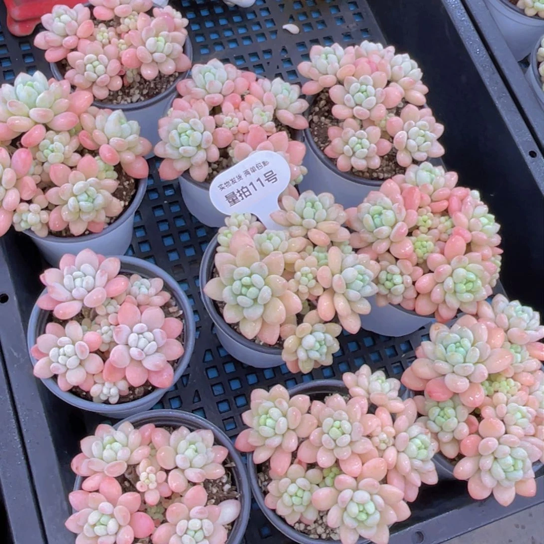 量拍11号鱼子酱多头老桩大群生一个