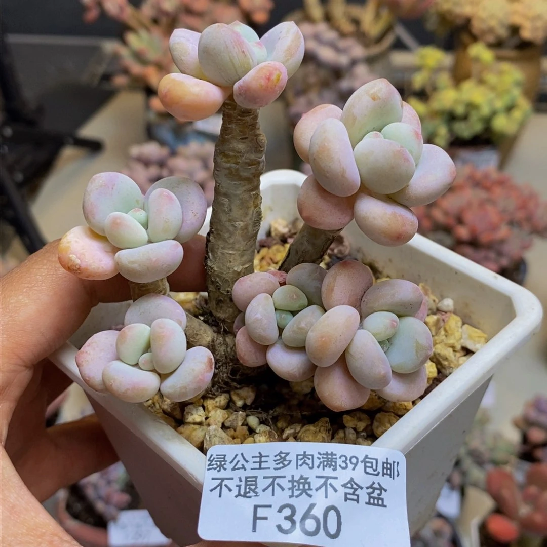 360花朵洛神多肉7cm